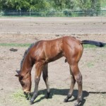 Photo Courtesy Of Chris Thomas