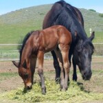 Photo Courtesy Of Chris Thomas