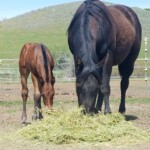 Photo Courtesy Of Chris Thomas